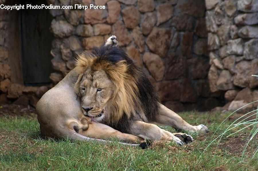 Animal, Lion, Wildlife, Zoo, Rock, Mammal, Tiger