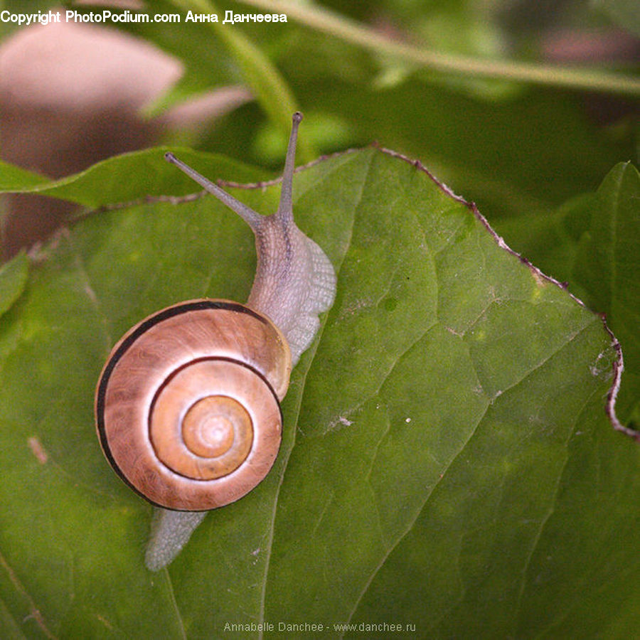 Invertebrate, Snail