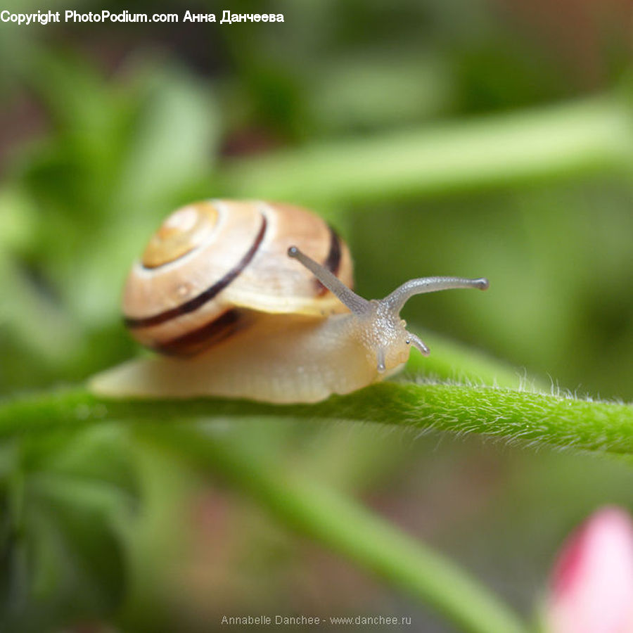 Invertebrate, Snail, Slug, Blossom, Flora, Flower, Plant