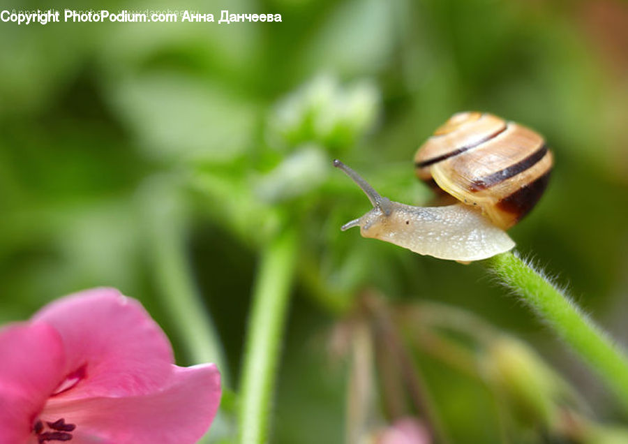 Invertebrate, Snail, Flora, Flower, Gladiolus, Plant, Blossom