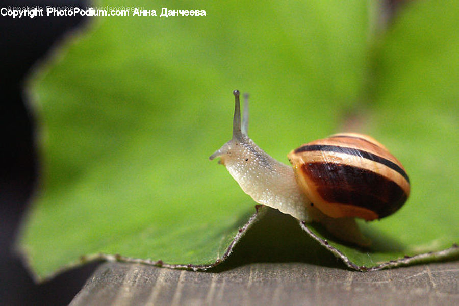 Invertebrate, Snail