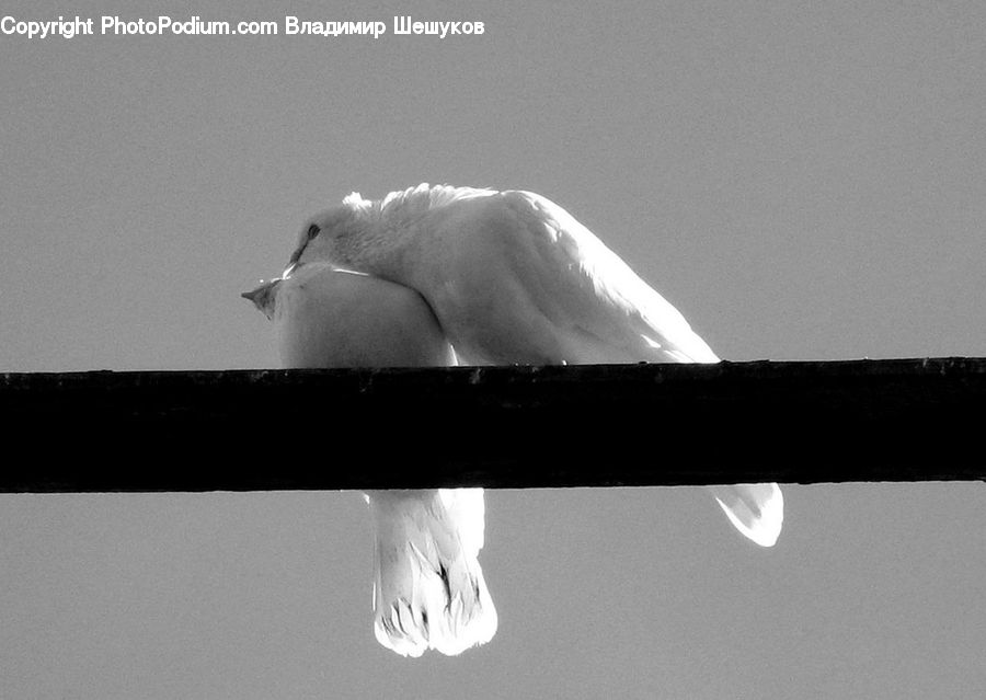 X-Ray, Bird, Dove, Pigeon, Seagull
