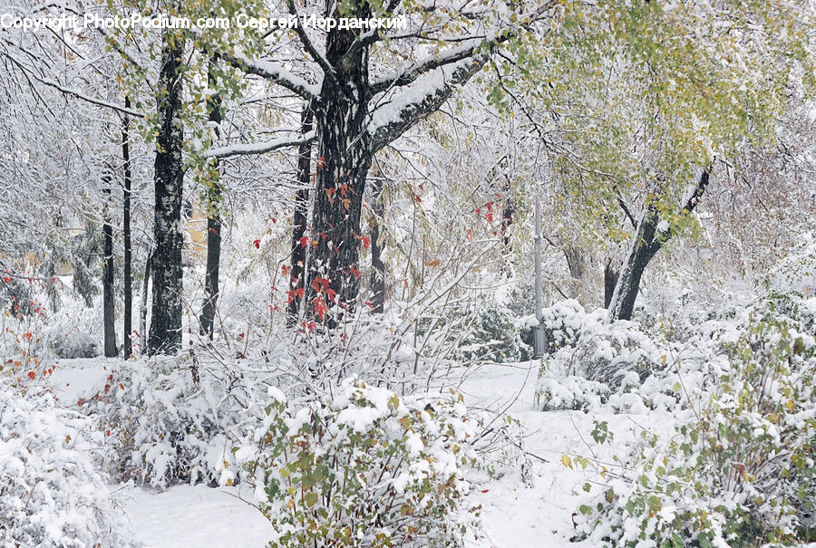 Ice, Outdoors, Snow, Landscape, Nature, Scenery, Plant