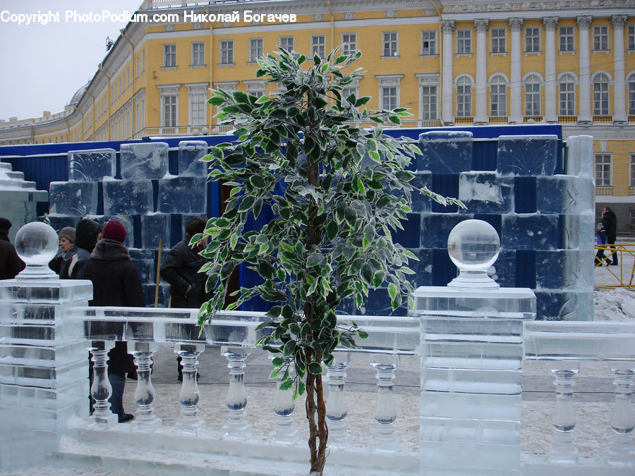 Plant, Potted Plant, People, Person, Human, Bonsai, Tree