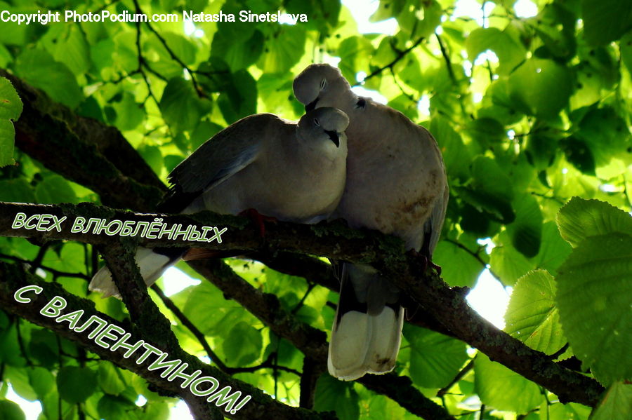 Veins, Bird, Dove, Pigeon, Leaf, Plant, Blue Jay
