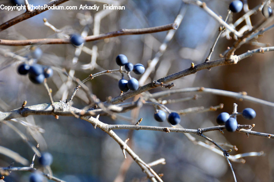 Bird, Blue Jay, Bluebird, Jay, Accessories, Bead, Prayer Beads