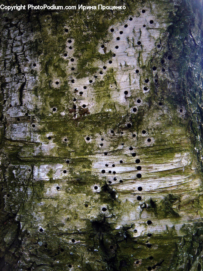 Plant, Vegetation, Birch, Tree, Wood, Landscape, Nature