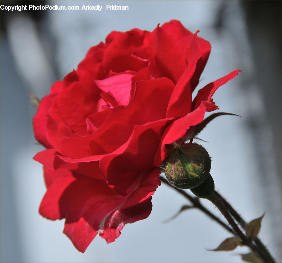 Blossom, Carnation, Flower, Plant, Bud, Flora, Geranium