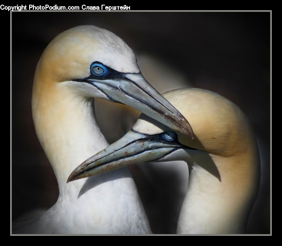 Beak, Bird, Booby
