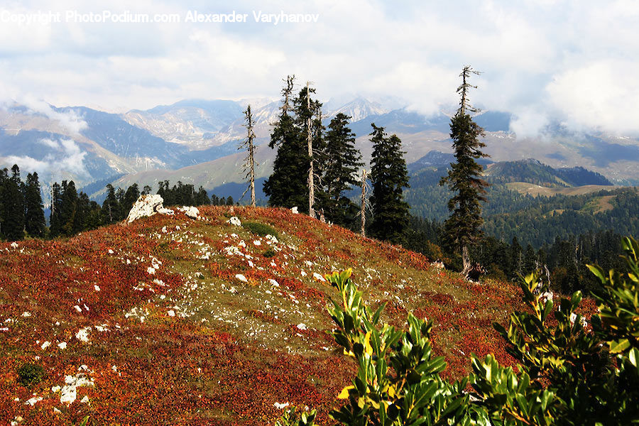 Crest, Mountain, Outdoors, Peak, Blossom, Flora, Flower
