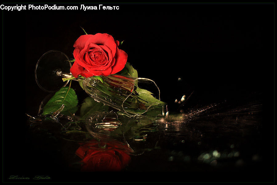 People, Person, Human, Floral Design, Flower, Flower Arrangement, Flower Bouquet
