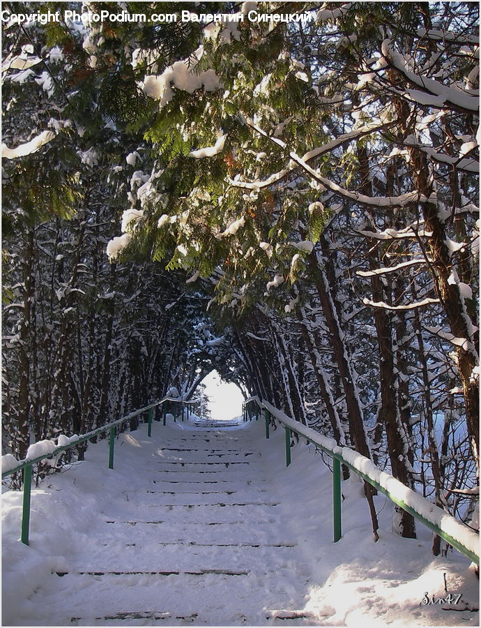 Ice, Outdoors, Snow, Patio, Pergola, Porch, Birch