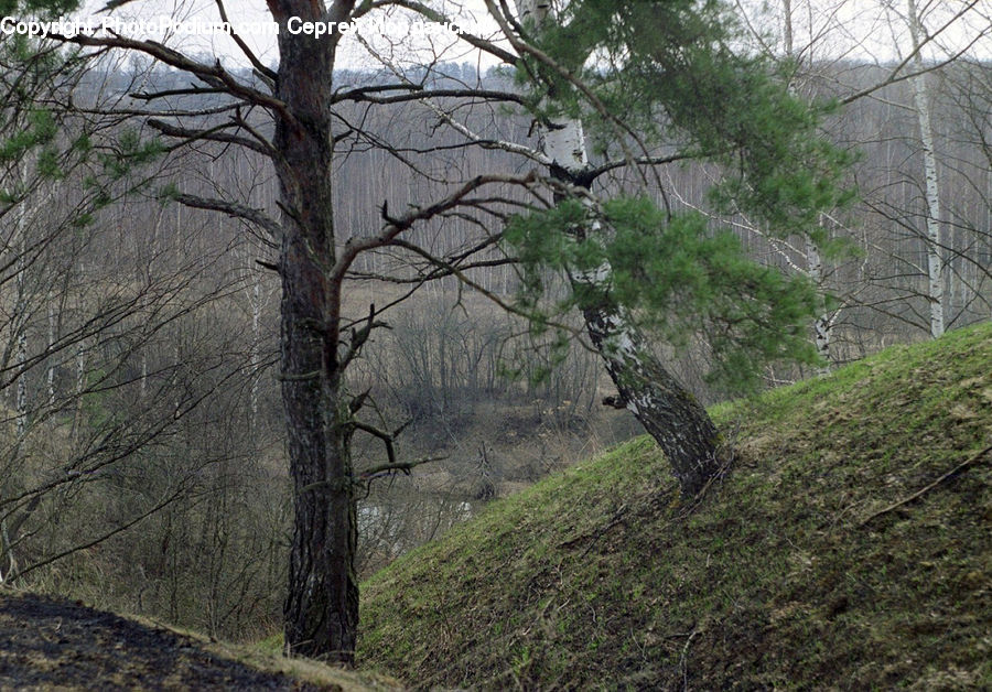 Conifer, Fir, Plant, Tree, Birch, Wood, Forest