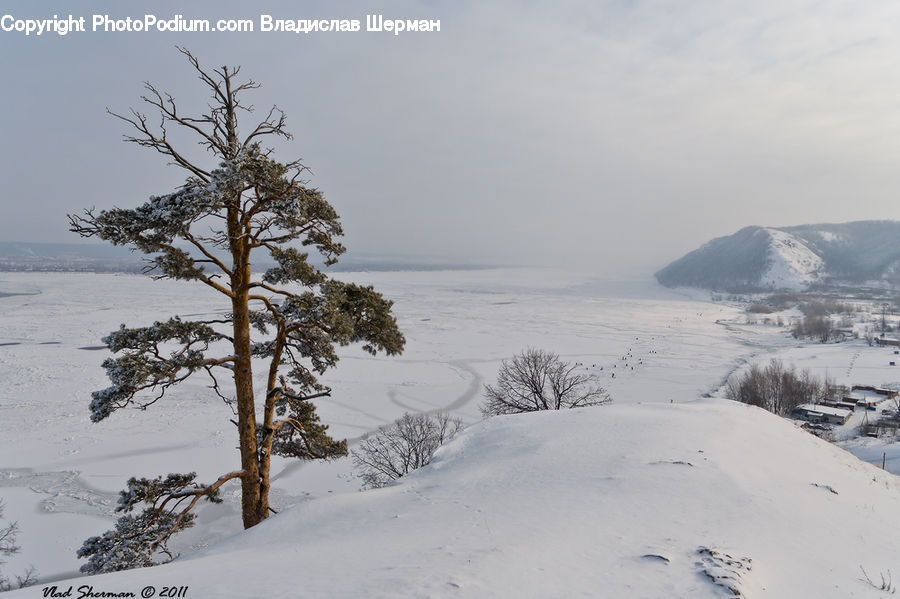 Conifer, Fir, Spruce, Wood, Ice, Outdoors, Snow