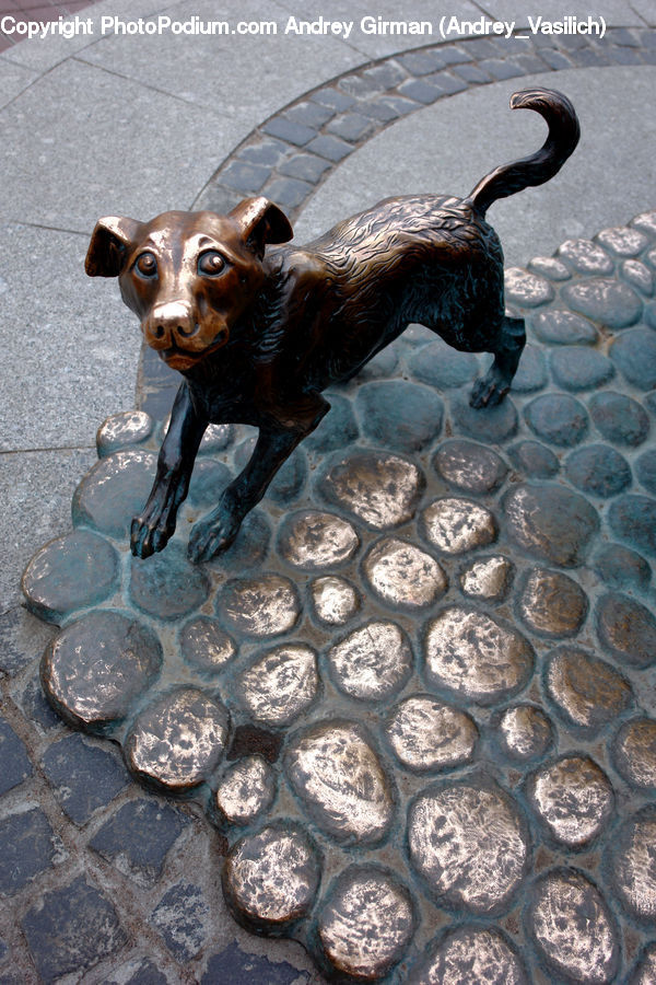 Animal, Canine, Chihuahua, Dog, Mammal, Pet, Eating