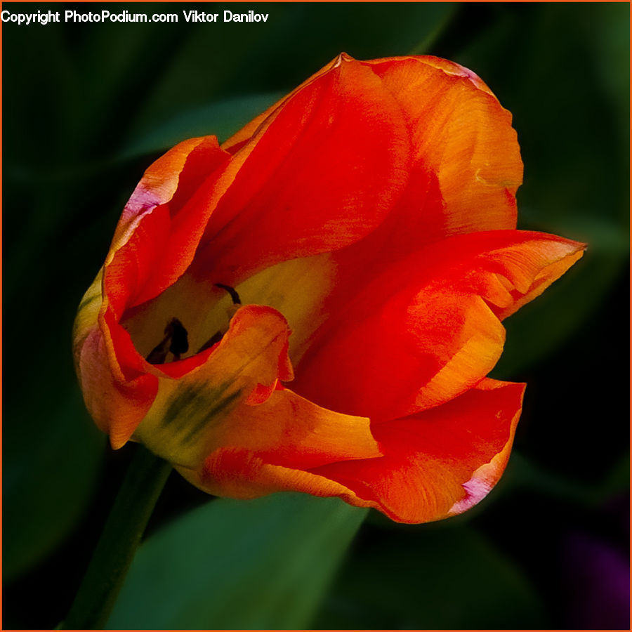 Flora, Flower, Gladiolus, Plant, People, Person, Human