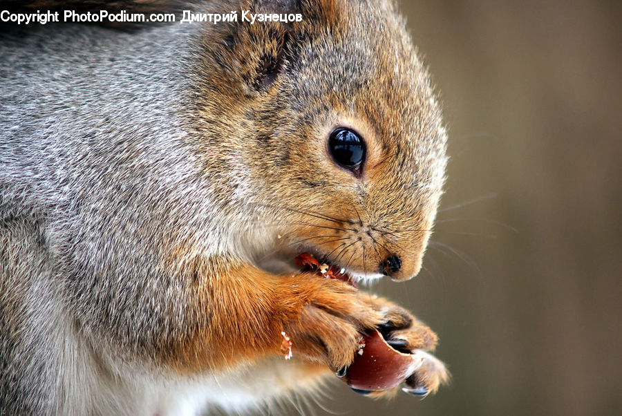 Animal, Mammal, Rodent, Squirrel, Eating