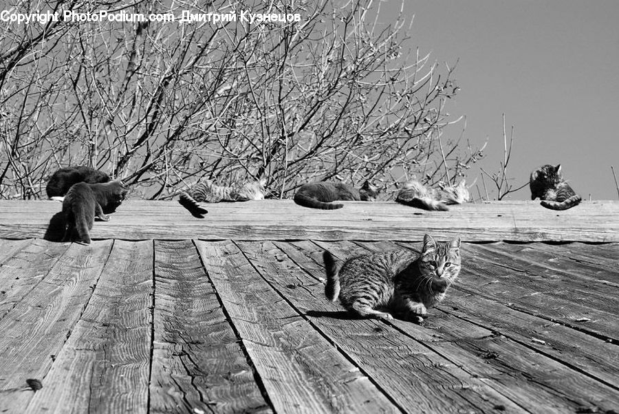 Boardwalk, Deck, Path, Sidewalk, Walkway, Animal, Mammal