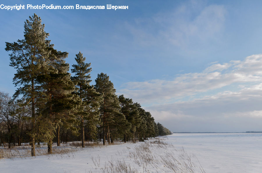 Conifer, Fir, Plant, Tree, Spruce, Wood, Landscape