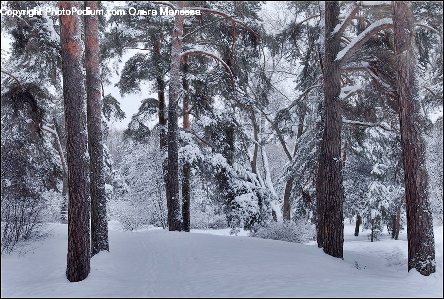 Forest, Vegetation, Plant, Tree, Grove, Land, Fir