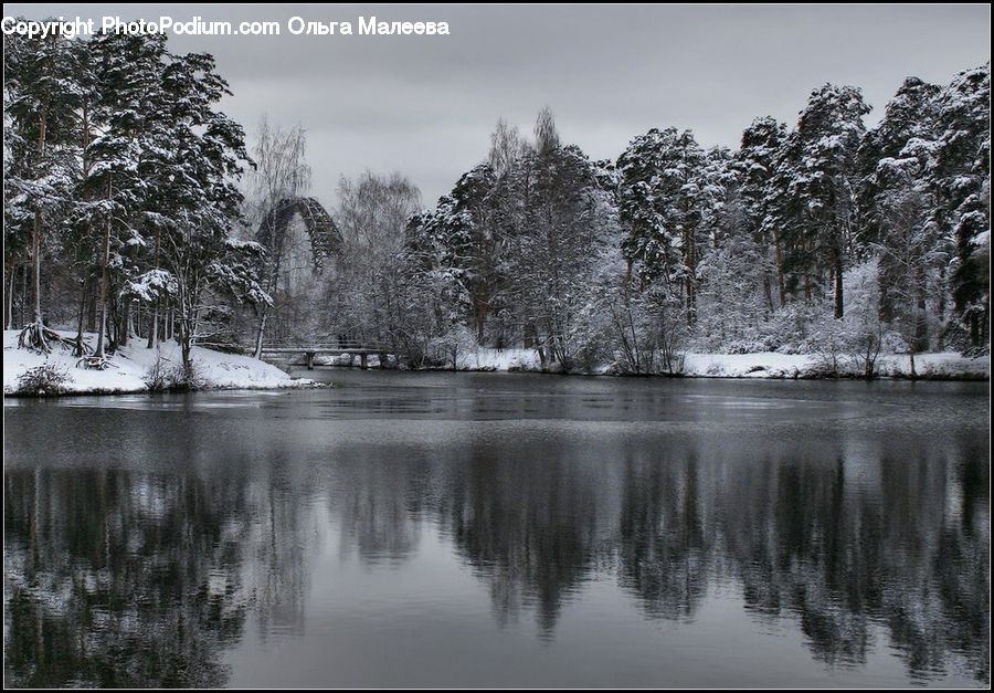 Park, Forest, Vegetation, Flood, Conifer, Fir, Plant