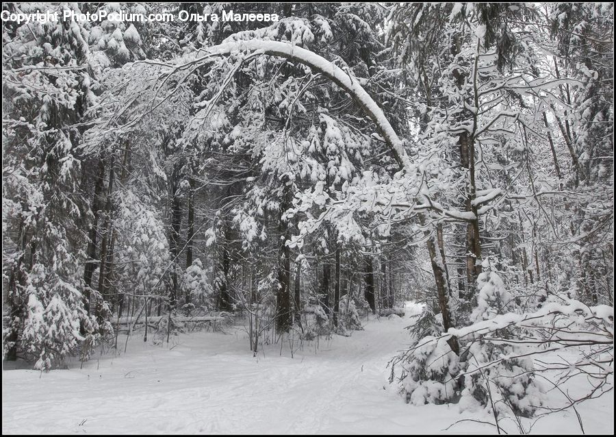 Ice, Outdoors, Snow, Forest, Vegetation, Plant, Tree