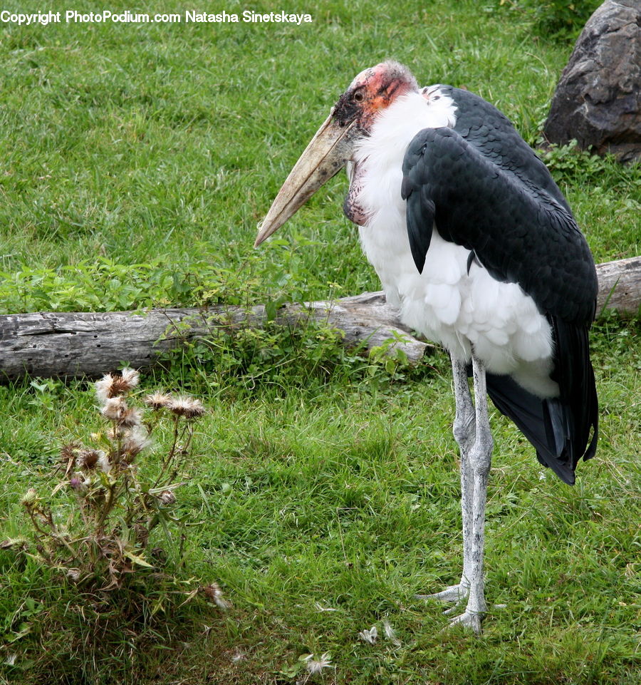 Bird, Stork, Beak, Crane Bird, Heron