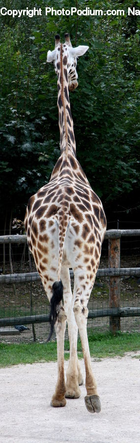 Animal, Giraffe, Mammal