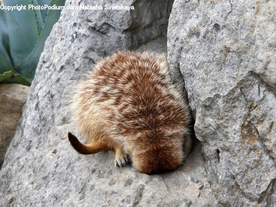 Animal, Beaver, Mammal, Rodent, Hedgehog, Porcupine, Aloe