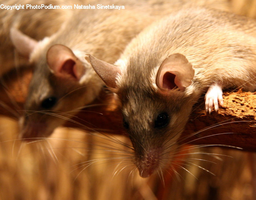 Animal, Mammal, Rat, Rodent
