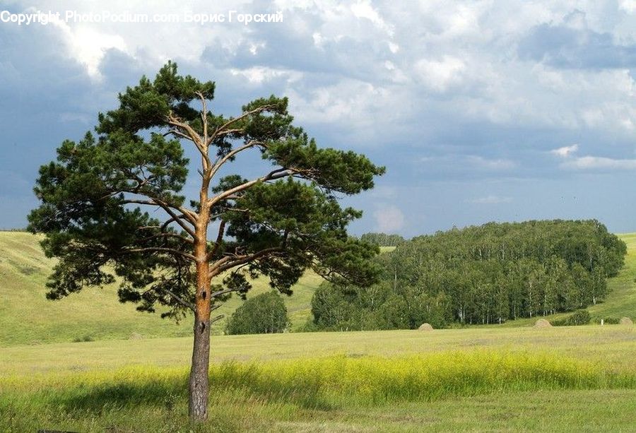 Plant, Tree, Field, Grass, Grassland, Land, Outdoors