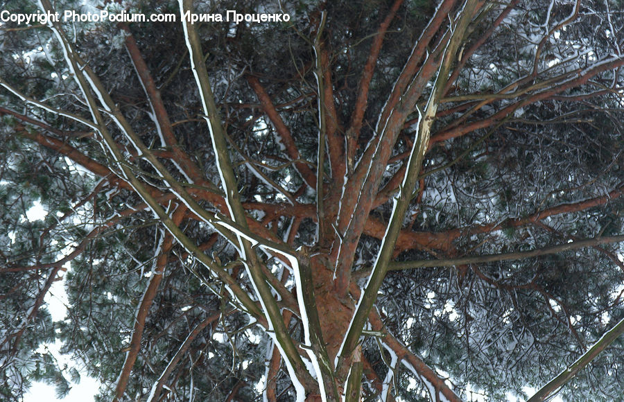 Conifer, Fir, Plant, Tree, Pine, Spruce, Wood