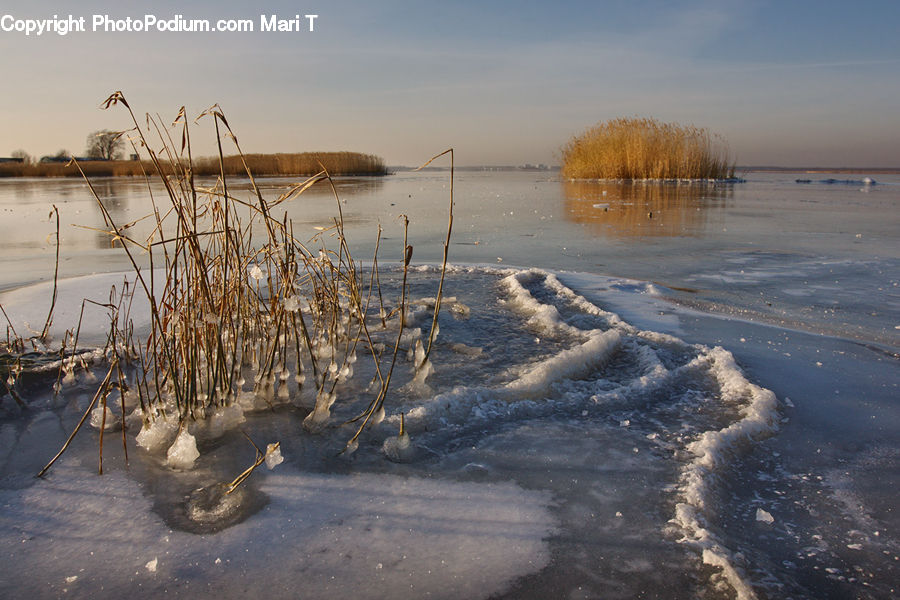 Grass, Plant, Reed, Land, Marsh, Outdoors, Swamp