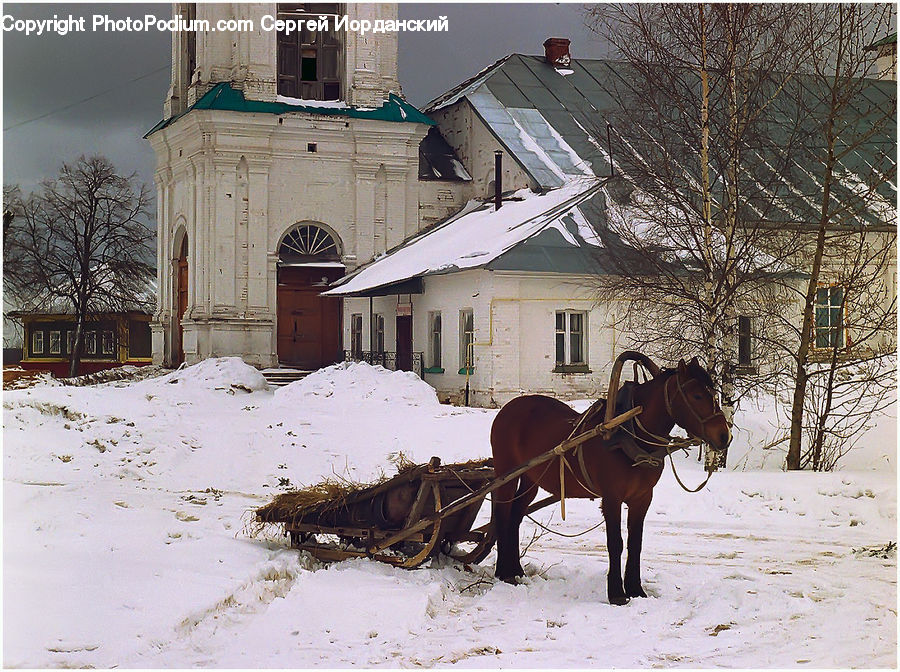 Animal, Horse, Mammal, Buggy, Carriage, Horse Cart, Wagon