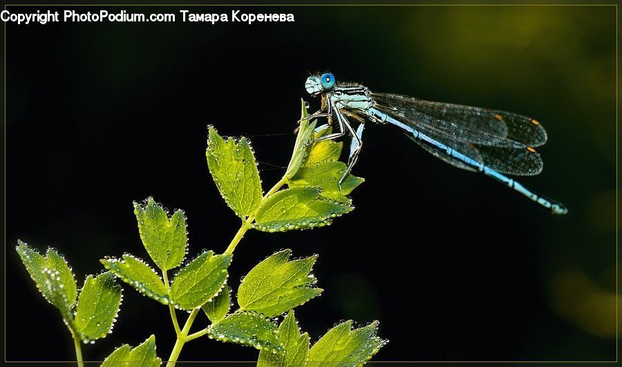 Anisoptera, Dragonfly, Insect, Invertebrate, Arachnid, Garden Spider, Spider