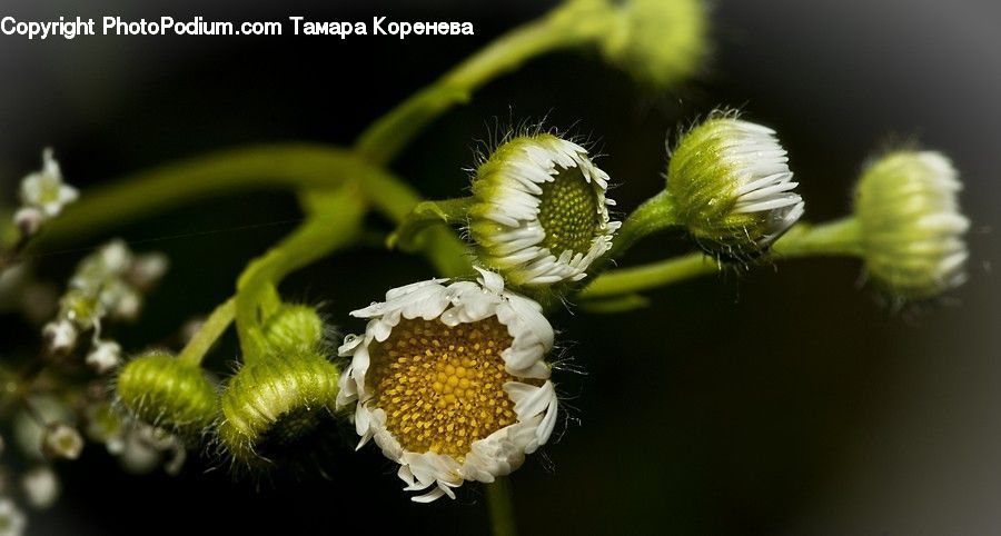 Daisies, Daisy, Flower, Plant, Asteraceae, Blossom, Flora