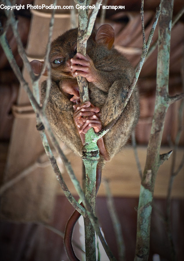 Abyssinian, Animal, Cat, Mammal, Pet, Rope, Birch
