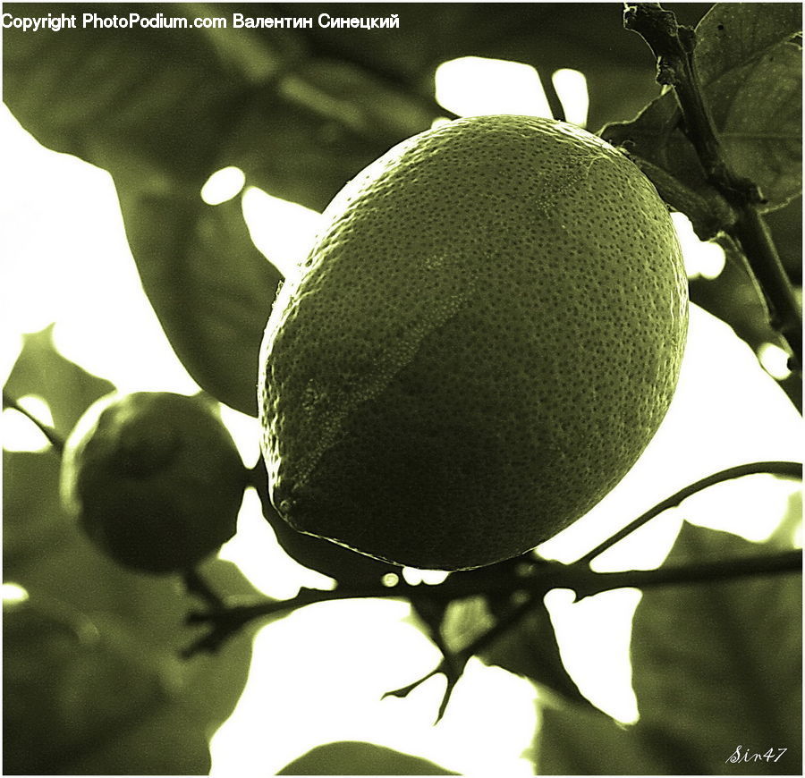 Nut, Seed, Walnut, Citrus Fruit, Fruit, Grapefruit, Melon