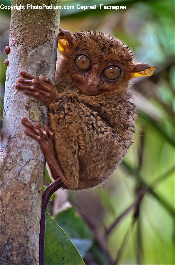 Beak, Bird, Animal, Lemur, Mammal, Monkey, Wildlife