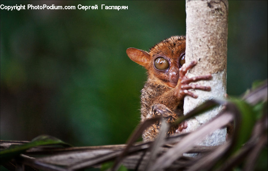 Animal, Lemur, Mammal, Monkey, Wildlife, Arachnid, Garden Spider