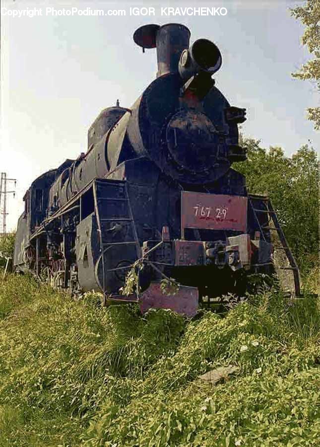 Plant, Potted Plant, Train, Vehicle, Fence, Hedge, Moss