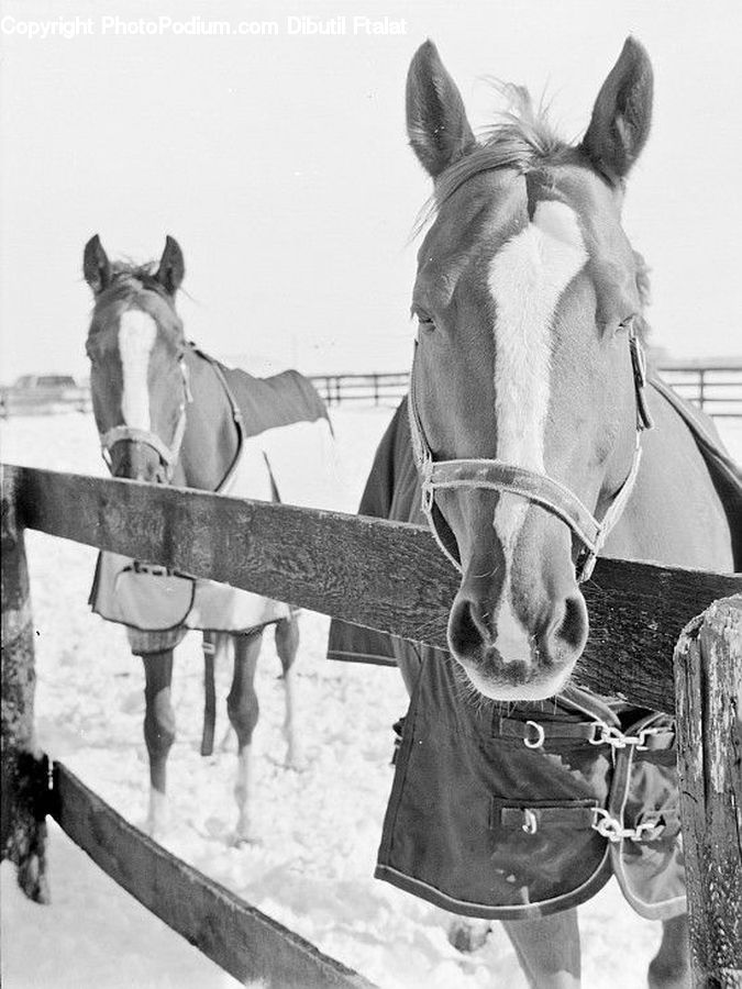 People, Person, Human, Blizzard, Outdoors, Snow, Weather