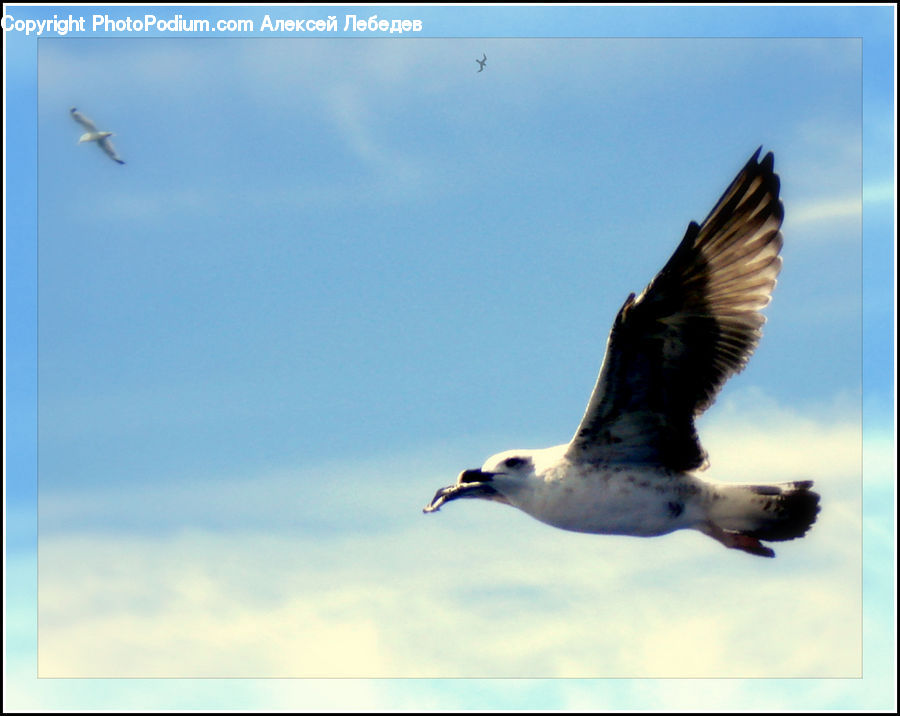 Bird, Booby, Crane Bird, Heron, Beak, Head, Portrait