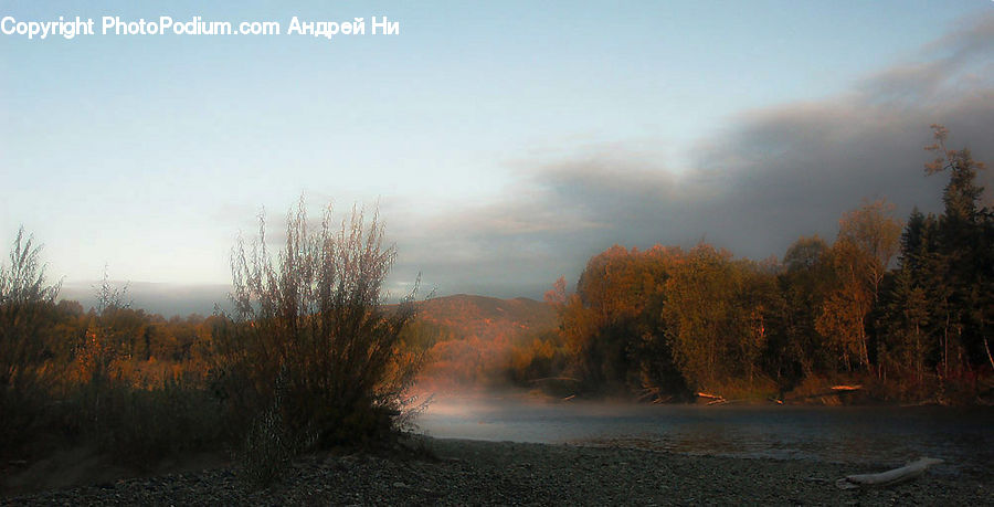 Forest, Vegetation, Fog, Dawn, Dusk, Sky, Sunrise