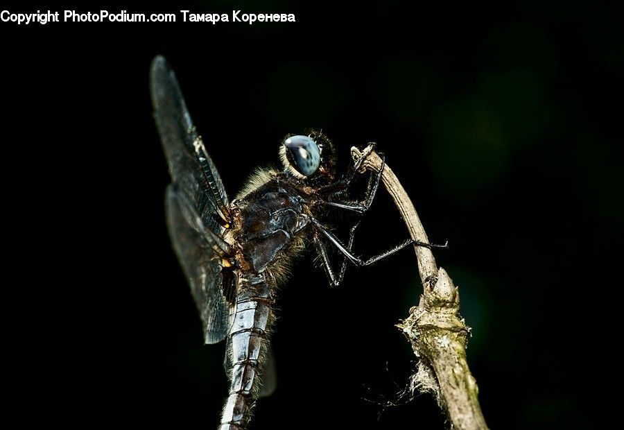 Asilidae, Insect, Anisoptera, Dragonfly, Invertebrate, Mosquito, Andrena