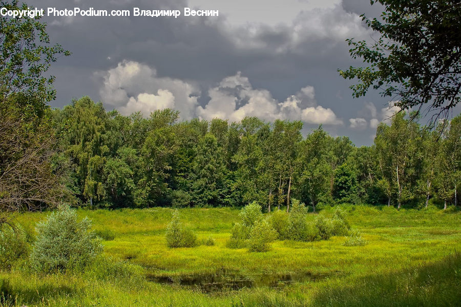 Field, Grass, Grassland, Land, Outdoors, Bush, Plant