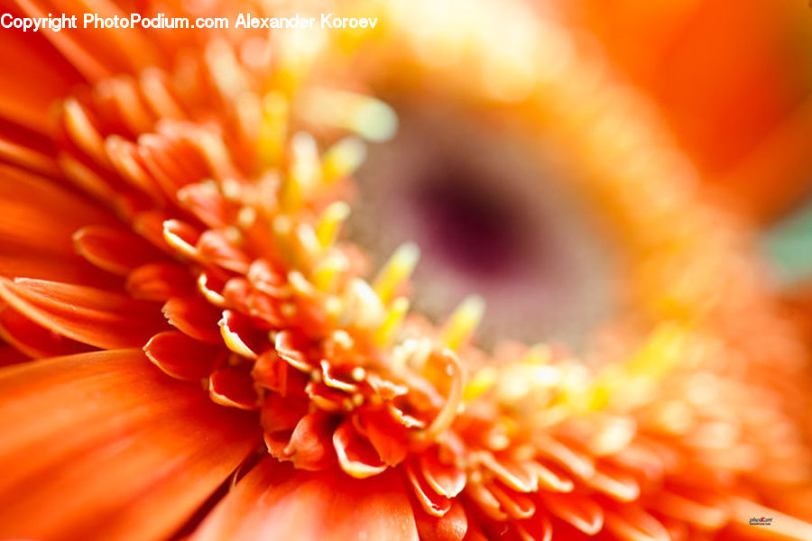 Blossom, Dahlia, Flora, Flower, Plant, Hibiscus, Poppy