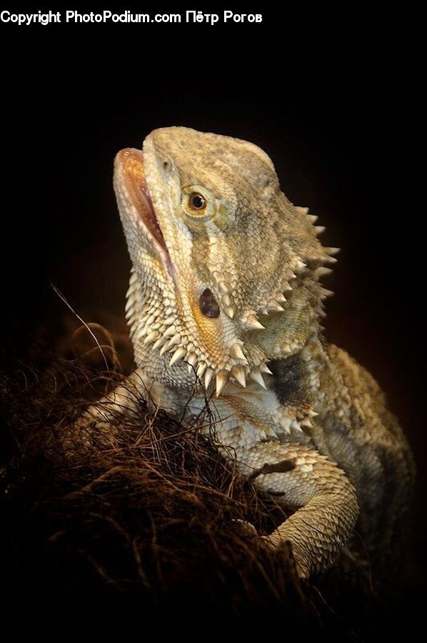 Lizard, Reptile, Iguana