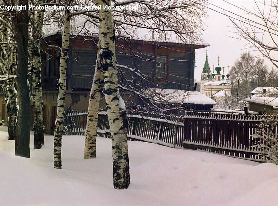Conifer, Fir, Plant, Tree, Building, Hut, Log Cabin