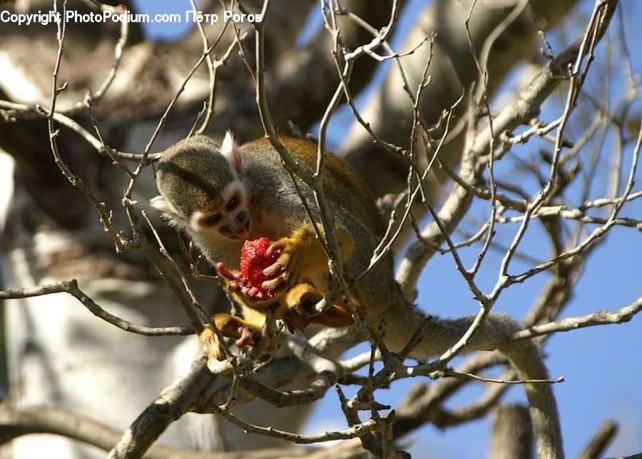 Animal, Mammal, Rodent, Squirrel, Bird, Flicker Bird, Woodpecker